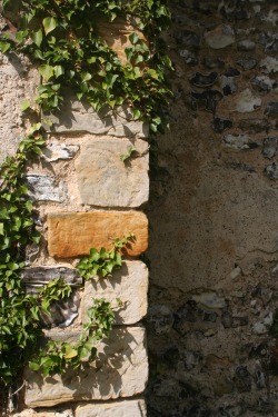 Picture of ivy and wall